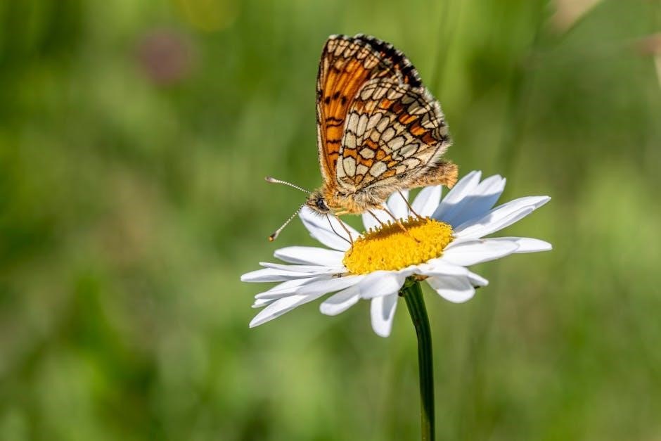 daisy animal observer badge requirements pdf