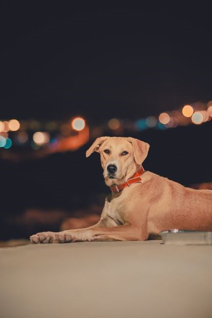 the incident of the curious dog in the nighttime pdf
